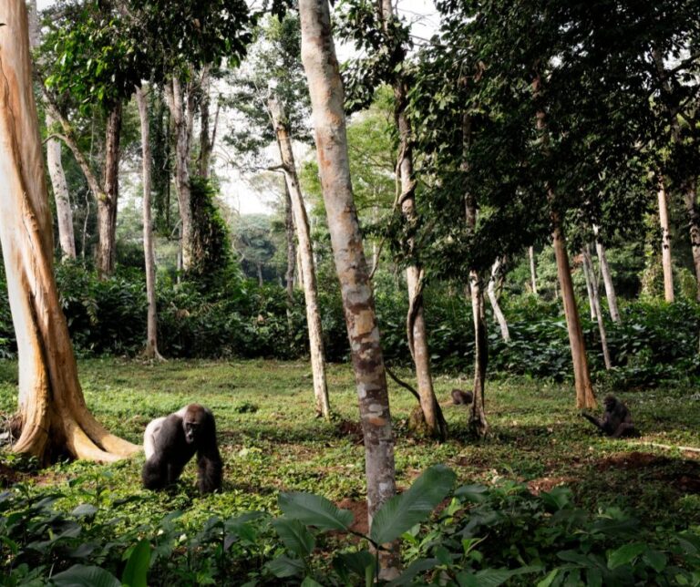 gorilla trekking (1)